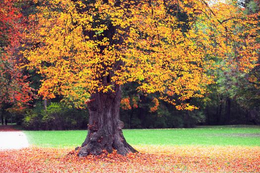 Beautiful autumn background with yellow and red leaves.