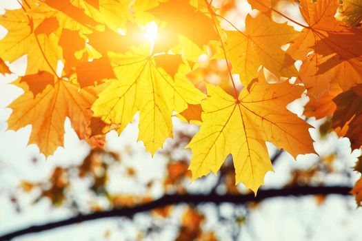 Beautiful autumn background with yellow and red leaves.