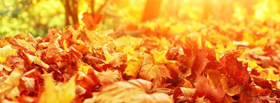 Beautiful autumn background with yellow and red leaves.