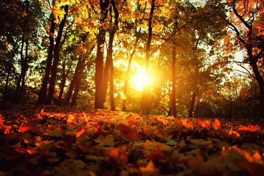 Beautiful autumn background with yellow and red leaves.