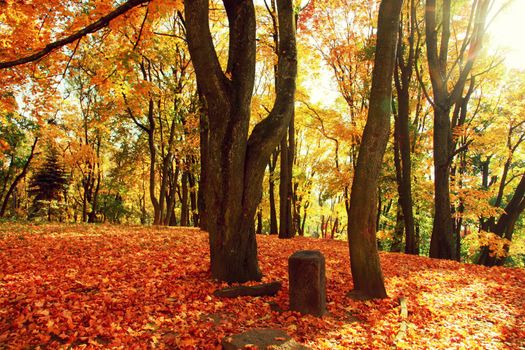 Beautiful autumn background with yellow and red leaves.