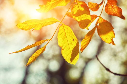 Beautiful autumn background with yellow and red leaves.