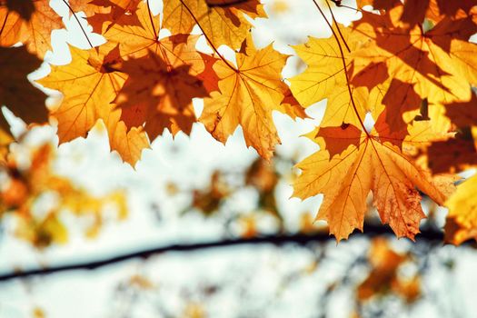 Beautiful autumn background with yellow and red leaves.