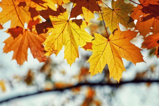 Beautiful autumn background with yellow and red leaves.