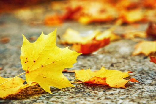 Beautiful autumn background with yellow and red leaves.