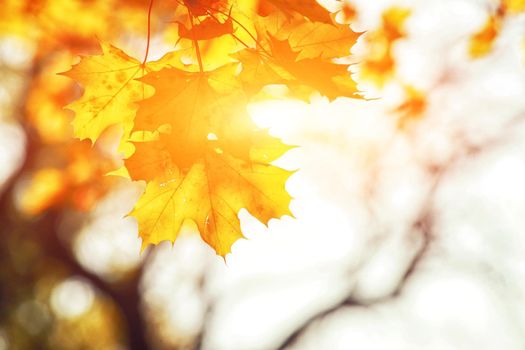 Beautiful autumn background with yellow and red leaves.