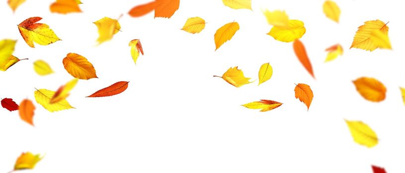 Beautiful autumn background with yellow and red leaves.