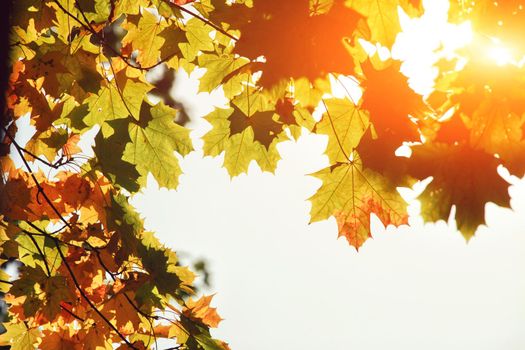 Beautiful autumn background with yellow and red leaves.