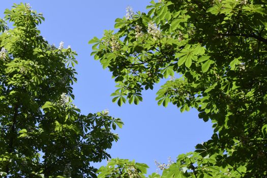 Green leaves against blue sky. Chestnut tree leaves and sun. New life concept, nature background. Copy space.