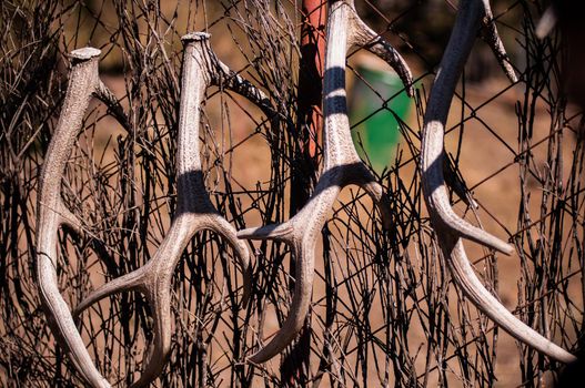 White deer antlers hang on the fence after the seasonal molt.