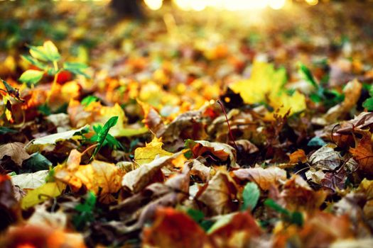 Beautiful autumn background with yellow and red leaves.