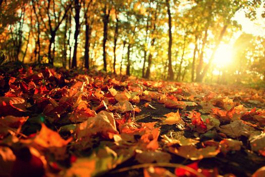 Beautiful autumn background with yellow and red leaves.