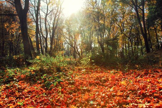 Beautiful autumn background with yellow and red leaves.