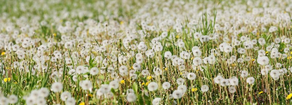 Beautiful dreamy spring nature background with dandelion