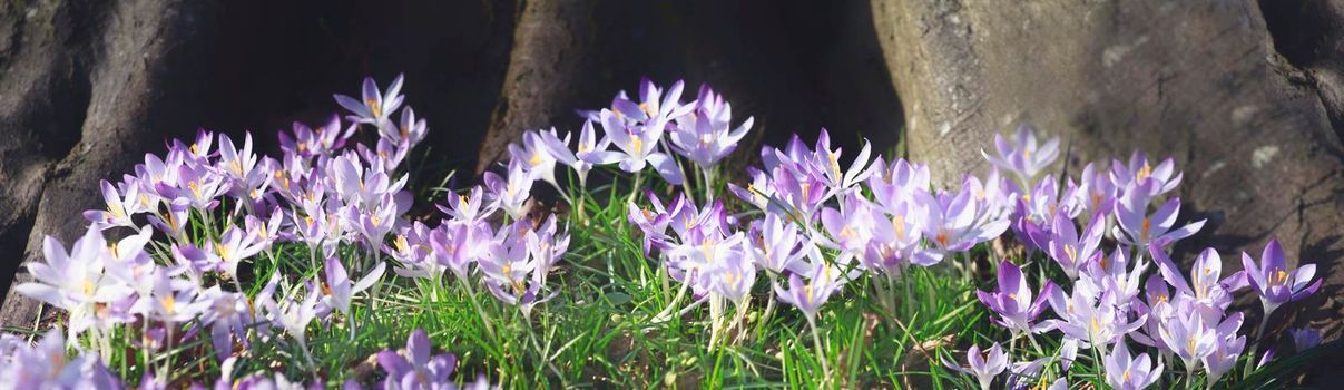 Beautiful crocuses growing through snow. First spring flowers