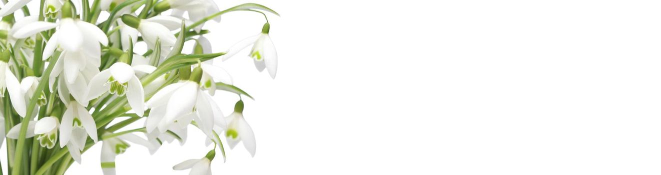 Delicate spring flowers snowdrops. Spring floral background.