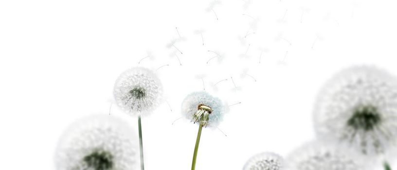 Beautiful dreamy spring with white background