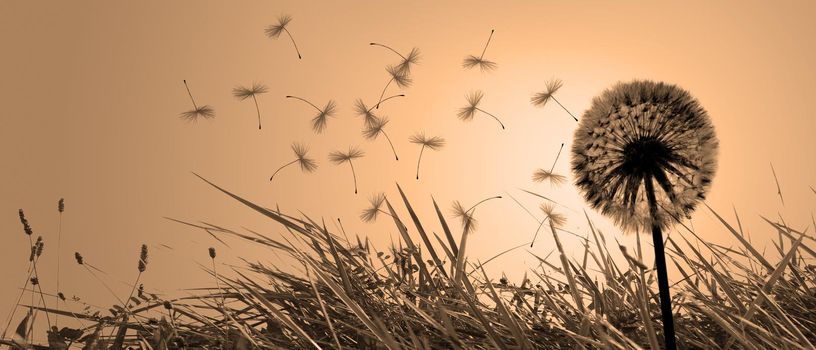 Beautiful dreamy spring nature background with dandelion