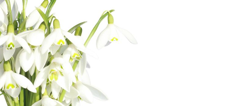 Delicate spring flowers snowdrops. Spring floral background.