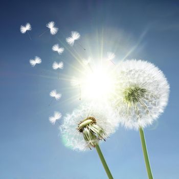 Beautiful dreamy spring nature background with dandelion