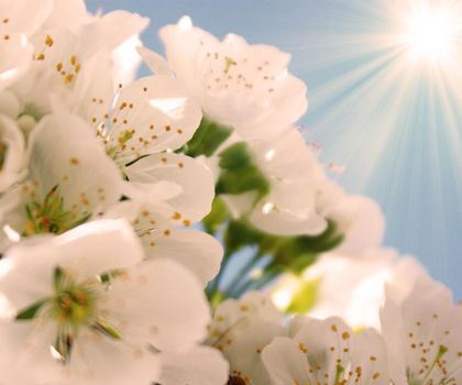 White blossom and green leaves on blue sky background.