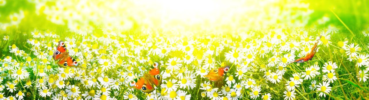 Sunny summer and sping background with chamomile flowers.