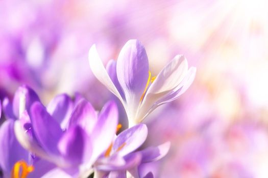 Beautiful crocuses growing through snow. First spring flowers