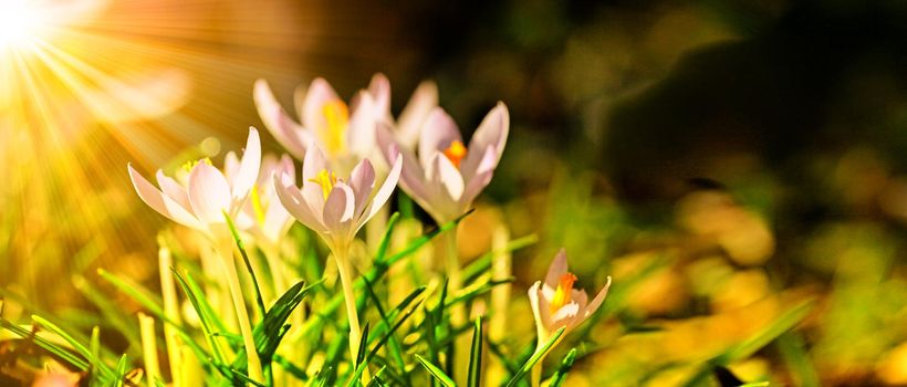 Beautiful crocuses growing through snow. First spring flowers