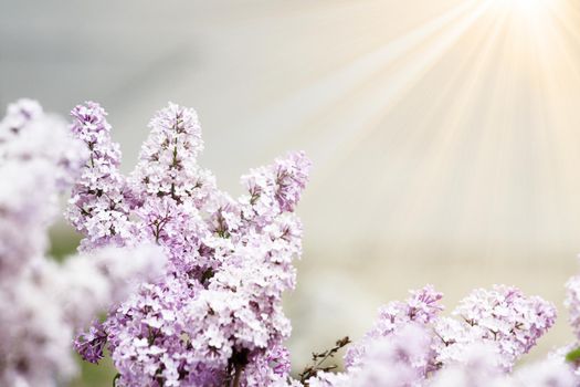 White blossom and green leaves on blue sky background.