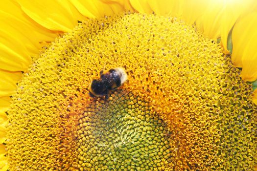 Close-up of fresh sunflower, organic agriculture in countryside plantation