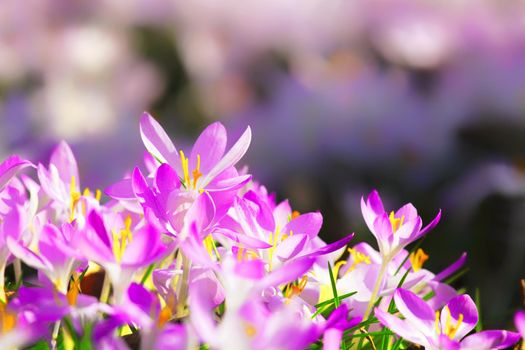 Beautiful crocuses growing through snow. First spring flowers