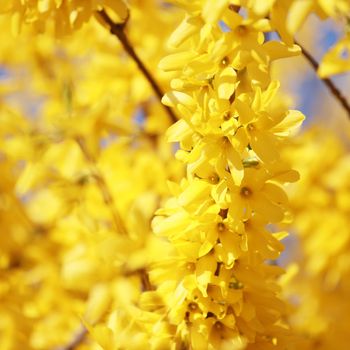 blossom and leaves on blue sky background.