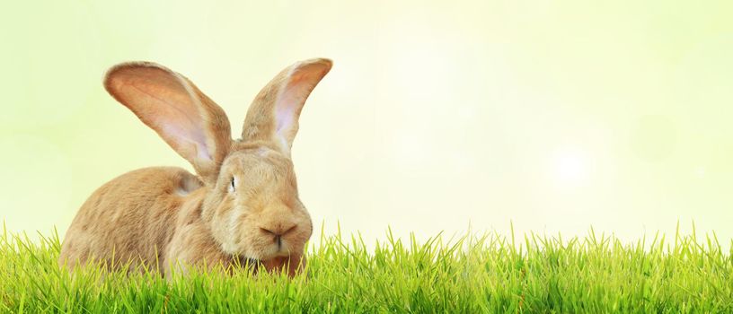 Easter composition with rabbit. Festive decoration. Happy Easter!
