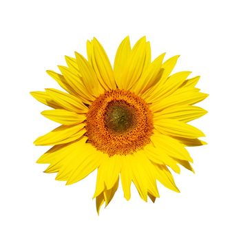 Ripe sunflower with yellow petals and dark middle