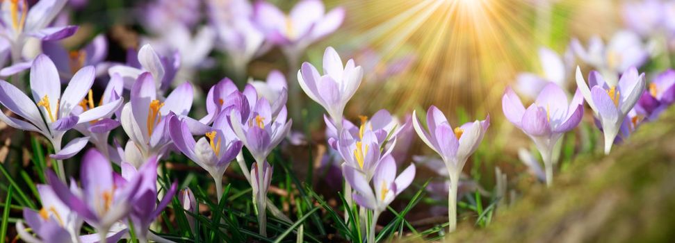 Beautiful crocuses growing through snow. First spring flowers