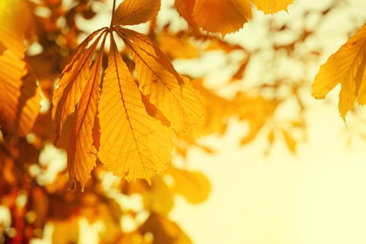 Beautiful autumn background with yellow and red leaves.