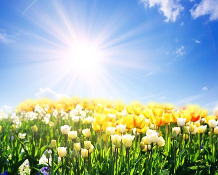 Spring and easter greeting card design layout