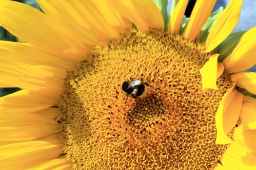Close-up of fresh sunflower, organic agriculture in countryside plantation