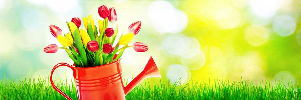 Spring flowers in watering can. Gardening tools and equipment.