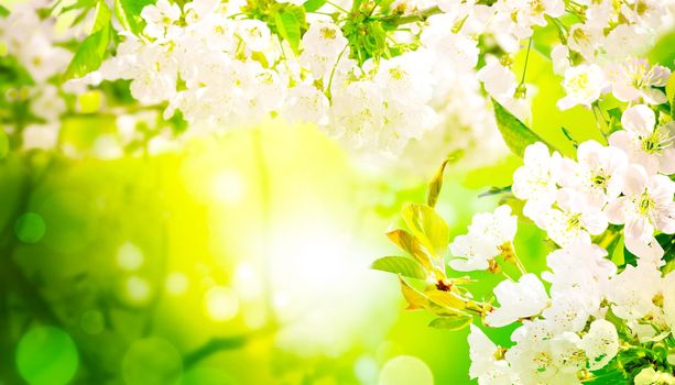 Beautiful nature scene with blooming flowers tree.