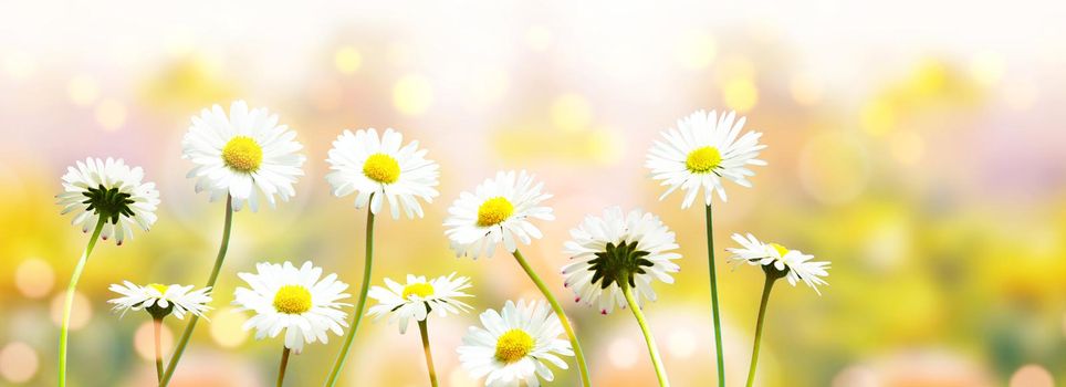 Sunny summer and sping background with chamomile flowers.