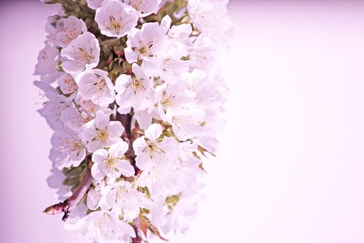 Beautiful nature scene with blooming flowers tree.