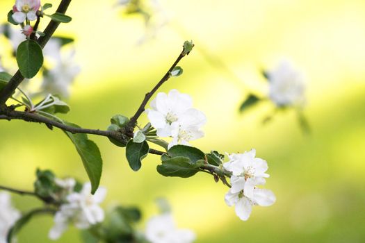 Beautiful nature scene with blooming flowers tree.