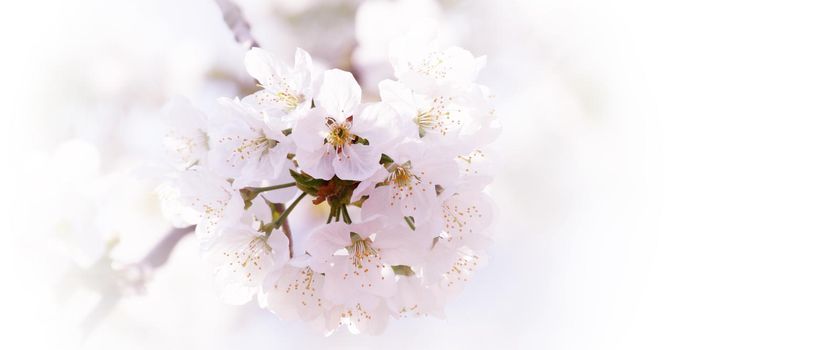 Beautiful nature scene with blooming flowers tree.