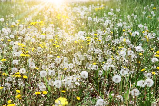 Beautiful dreamy spring nature background with dandelion