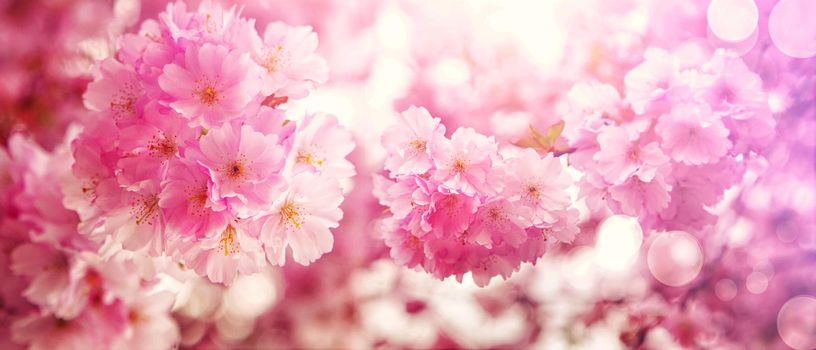 Beautiful nature scene with blooming flowers tree.
