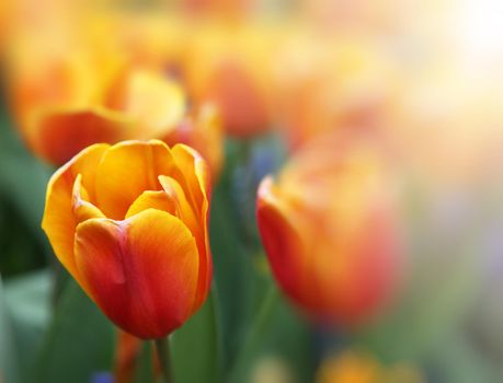 Spring concept of the celebration. Greeting card for women's Day