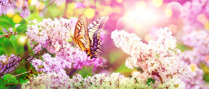Beautiful nature scene with blooming flowers tree.