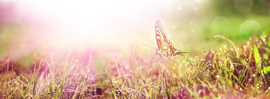 Flying butterfly in spring morning. Panoramic view.