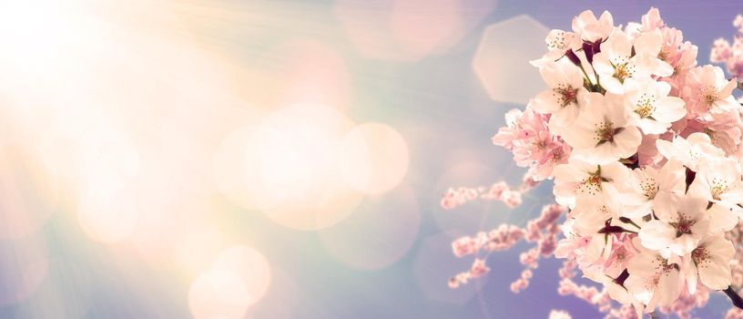 Beautiful nature scene with blooming flowers tree.